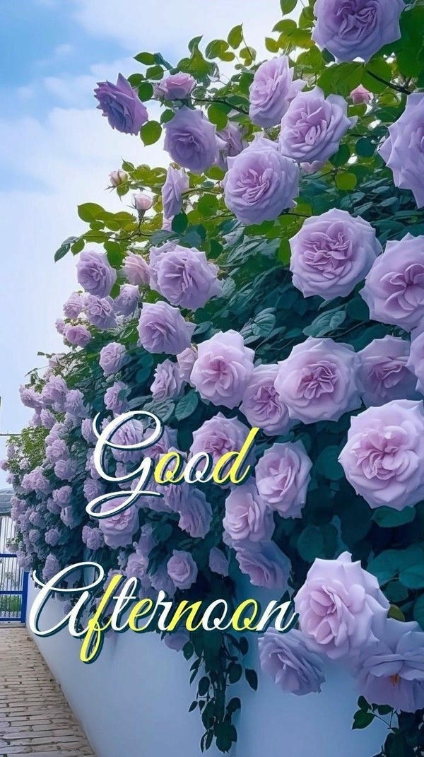 Good Afternoon Images GIF