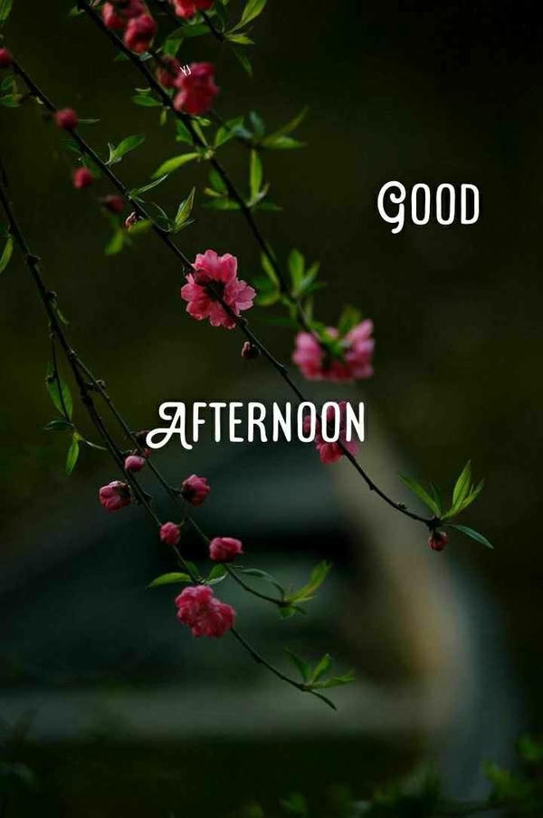 Good Afternoon Images with Roses