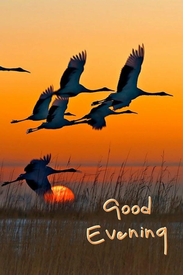 Good Evening Images with Wishes
